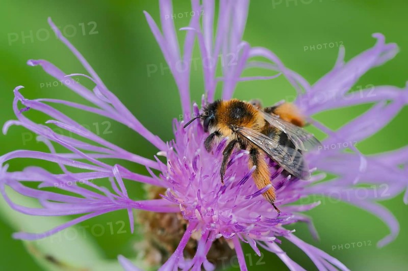 Brown-rumped trouser bee (Dasypoda hirtipes) on knapweed flower, Lower Saxony, Germany