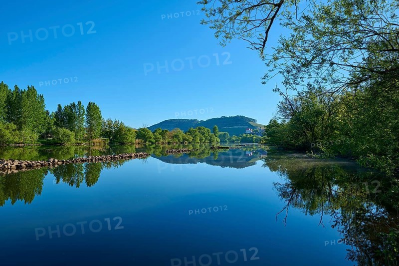 Mirror-smooth river with mountain in the background and thick vegetation, Marktheidenfeld, Homburg am Main, Triefenstein, Main-Spessart district, Spessart, Mainfranken, Lower Franconia, Bavaria, Germany