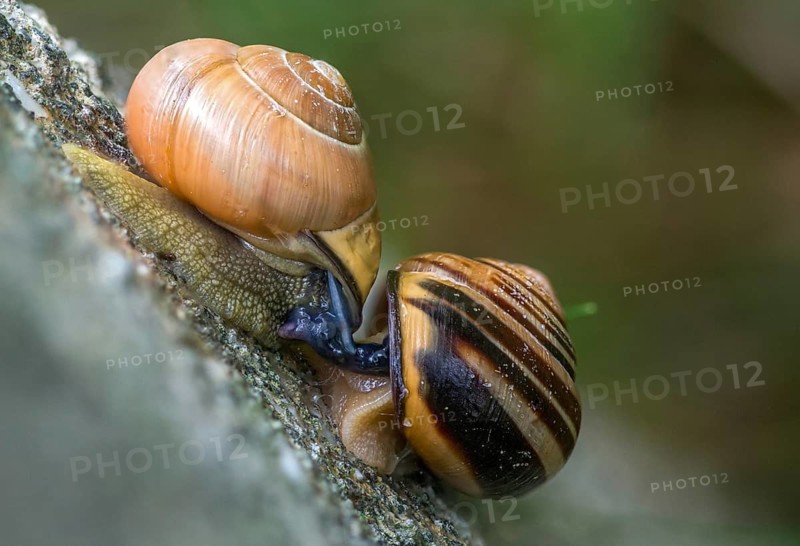 Banded snails, cepaea, cepaea nemoralis, grove snail, hornsnail, helicidae, snails, black-mouthed banded snail, gastropoda, copula, mollusca, molluscs, mating, snails, snails, molluscs
