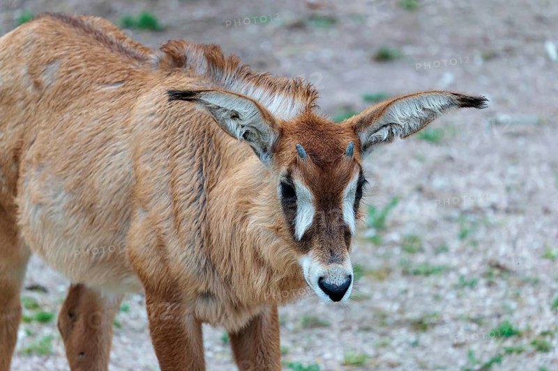 Portrait of a young roan antelope (Hippotragus equinus). South Africa