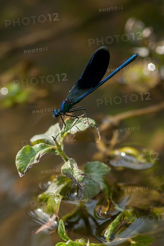 Banded demoiselle, calopteryx splendens, banded dragonfly, Bulgaria, damselflies, dragonflies, high size, portrait format, insects, leo, dragonflies, male, odonata, zygoptera