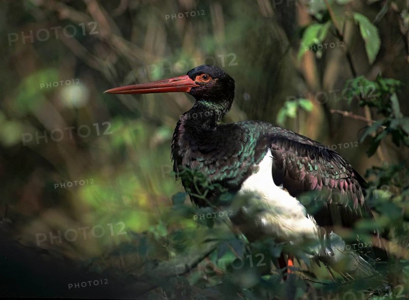 Black stork, ciconia nigra, black stork, birds, ciconiiformes, leo, waitbirds, stork, stork, storks, birds