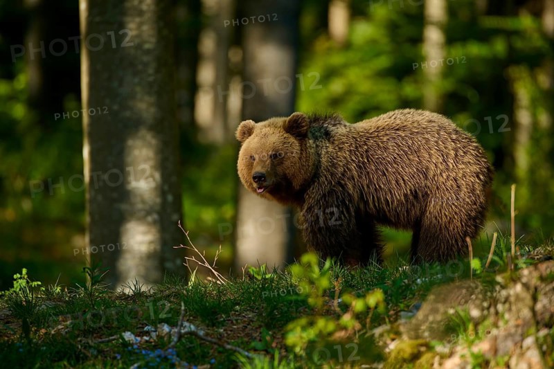 A young brown bear explores the forest floor, surrounded by tall trees, European brown bear (Ursus arctos), Slovenia