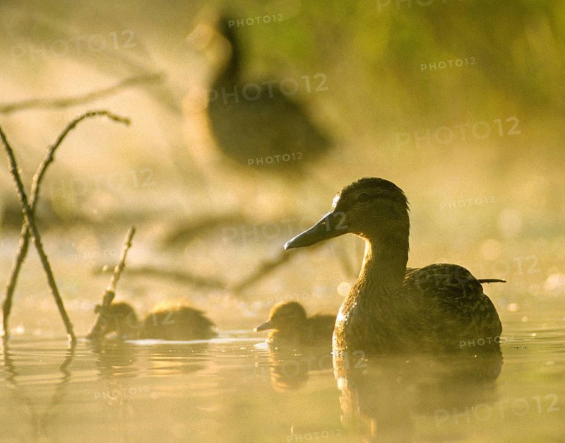 Anas platyrhynchos, dunes, chicks, mallard, mallard, anatidae, birds, ducks, ducks, ducks, ducks, female, adolescent, leo, fog, pullus, birds, waterbirds, waterbirds, female