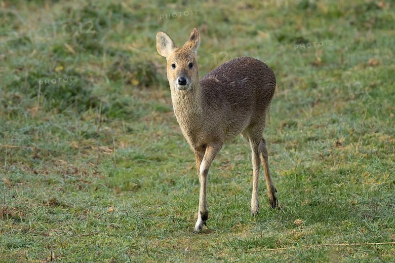 Chinese water deer (Hydropotes inermis) adult animal in grassland, RSPB Minsmere nature reserve, Suffolk, England, United Kingdom