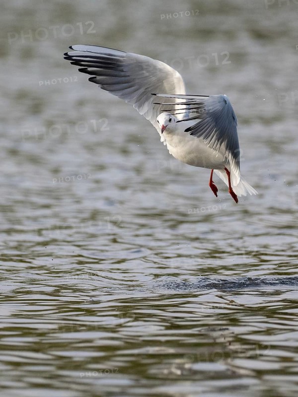 A black-headed gull in flight, Ümminger See, Bochum, Ruhrpott, North Rhine-Westphalia, Germany