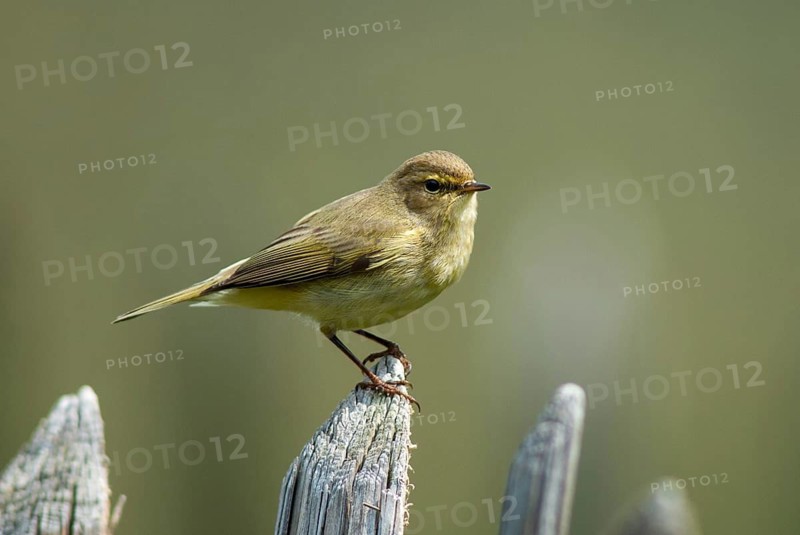 Chiffchaff, phylloscopus collybita, zilpzalp, birds, garden, garden fence, passeri, songbirds, birds