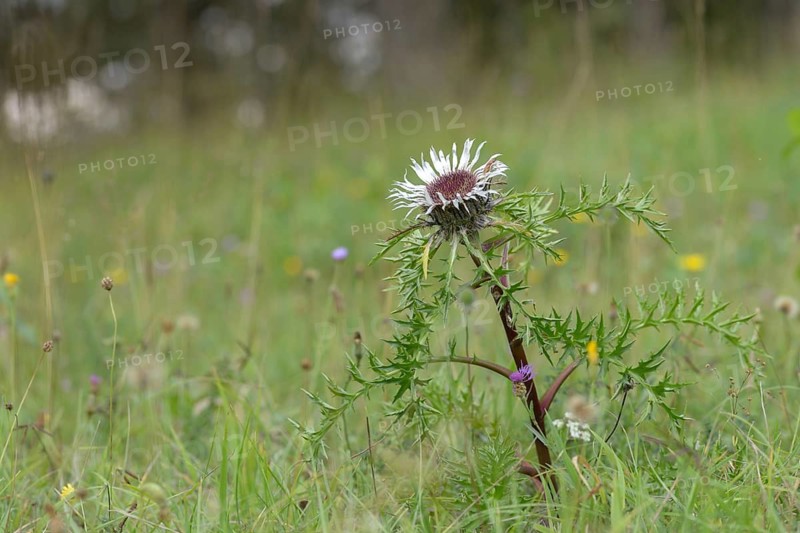 Asteraceae, carlina acaulis, boar root, Germany, daisy, nabu, natural heritage, Thuringia, wind knobs, dwarf carline thistle, flora, nature reserve, nature reserve, plants, plants, silver thistle, stemless carline thistle