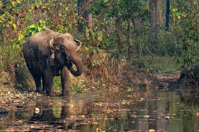 Elephant at watering hole, Asian elephant, Elephas maximus, Bardia National Park, jungle, jungle, Nepal