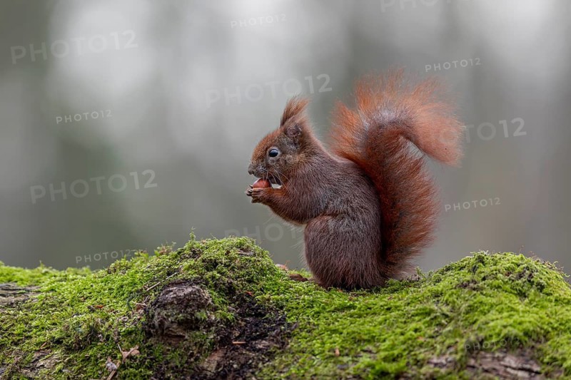 The mossy trunk of a fallen oak tree is an ideal place for the squirrel (Sciurus vulgaris) and also for the photographer, sweet, cute, January, Germany