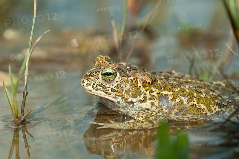 Brandenburg, Bufo Calamita, Epidalea Calamita, Germany, Toad, Nabu, Natterjack Toad, amphibians, amphibians, post-mining landscape, green house, toads, amphibians, toads