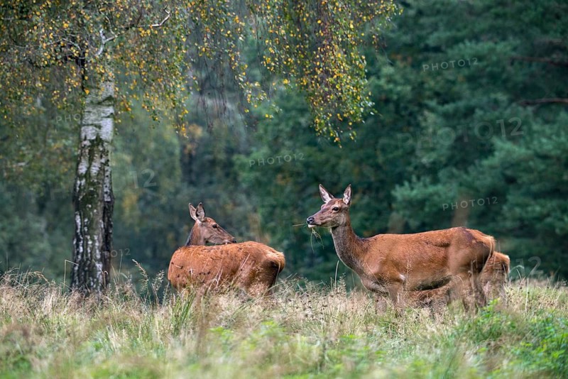 Artiodactyla, Cervus Elaphus, even-toed ungulate, cloven-hoofed, red deer, red deer, adult, deer, mammals, mammals