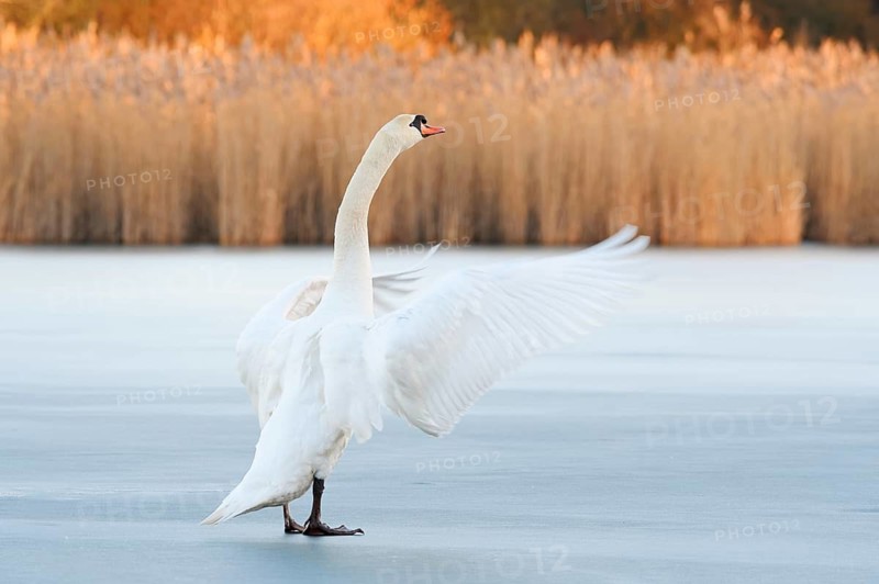 A mute swan (Cygnus olor) stands flapping its wings on a frozen lake in winter, North Rhine-Westphalia, Germany