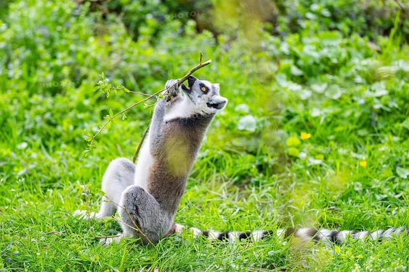 Ring-tailed lemur (Lemur catta) sitting in the grass, captive, Germany