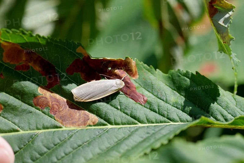 Collita griseola (Eilema griseola), moth, Austria
