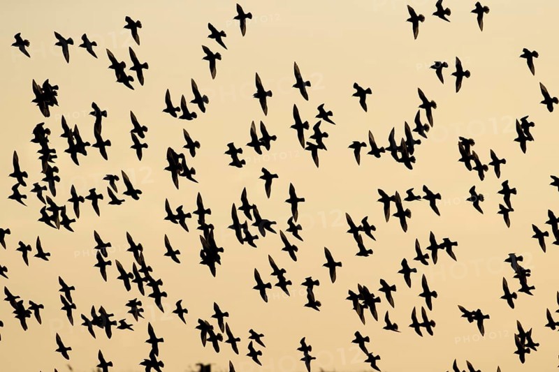 Golden plover (Pluvialis apricaria) adult wading birds in flight in a flock at sunset, England, United Kingdom