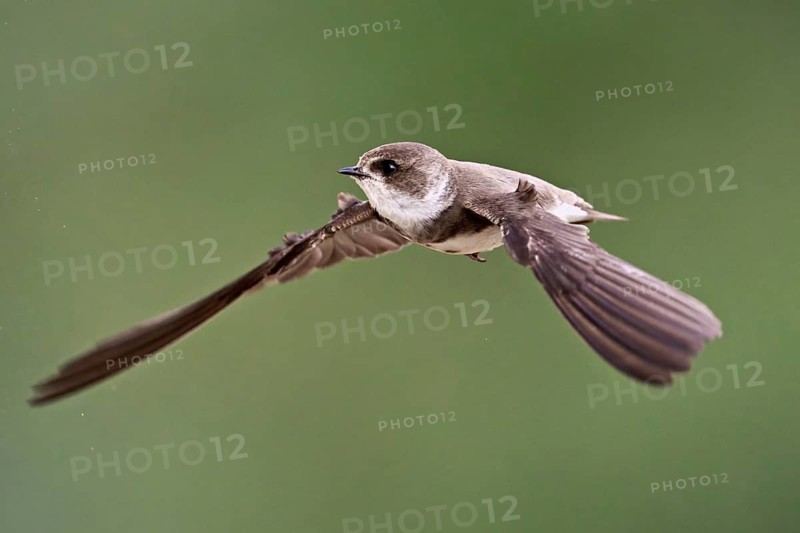 Sand martin (Riparia riparia), in flight, Reussegg nature reserve, Canton Aargau, Switzerlandq