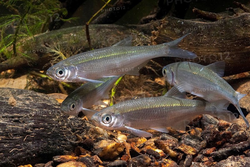Ablette, alburnus alburnus, bleak, cyprinus alburnus, laugel, ukelei, onionfish, fish, fishes, leo, pisces
