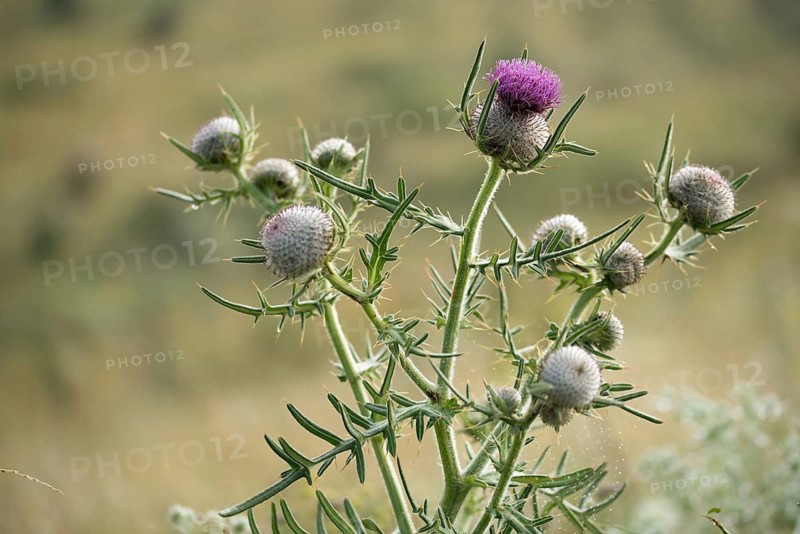 Asteraceae, Cirsium eriophorum, daisy, monk's crown, woolly thistle, woolly thistle, thistle, flora, thistle, plants, plants, woolly thistle