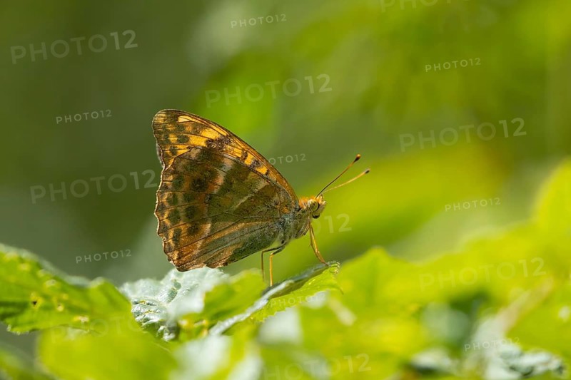 Silver-washed fritillary butterfly (Argynnis paphia) adult insect resting on a leaf in summer, England, United Kingdom