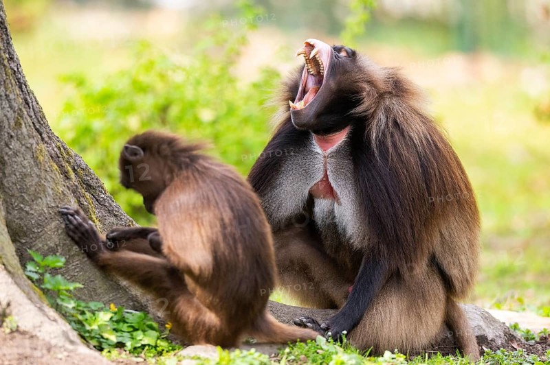 Gelada (Theropithecus gelada) male and female sitting together on the ground, captive, distribution africa
