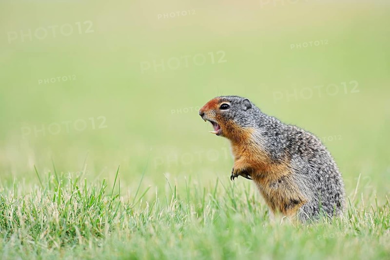 Columbia ground squirrel (Urocitellus columbianus, Spermophilus columbianus) standing in a meadow and calling, Waterton Lakes National Park, Alberta, Canada