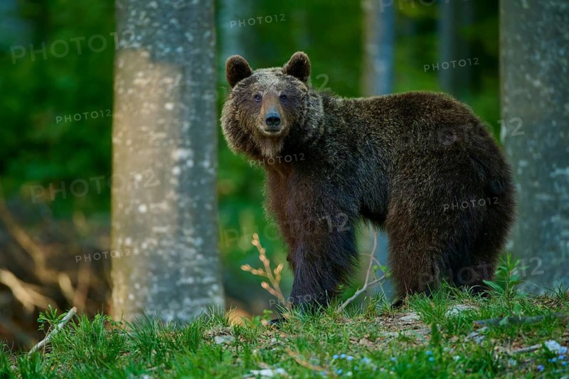 A brown bear stands majestically in the quiet forest, gazing ahead, European brown bear (Ursus arctos), Slovenia