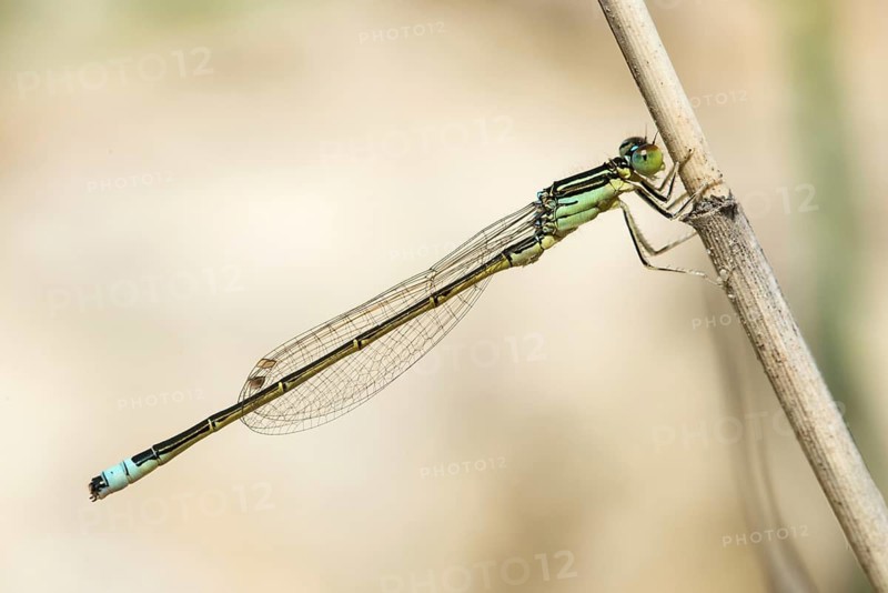 Ischnura Pumilio, Little Dragonfly, Scarce Blue-tailed Damselfly, Damselflies, Dragonflies, Insects, Dragonflies, Male, Odonata, Zygoptera