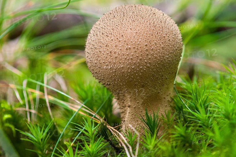 Bottle bovist, bottle dust, lycoperdone perlatum, dust, common puffball, devil's snuff box, fungi, fungus, gem-studded puffball, mushrooms, warted puffball