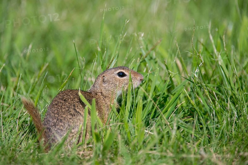 Citellus citellus, Czech Republic, European ground squirrel, common ground squirrel, rodents, rodentia, Czech Republic, mammals, rodents, mammals, ground squirrels