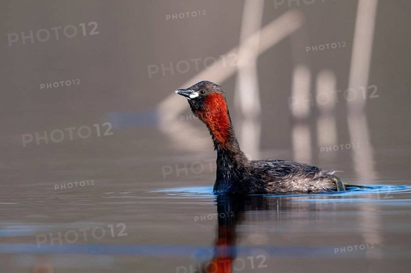Littele grebe, tachybaptus ruficollis, little grebe, courtship behavior, birds, call, courtship display, dabchick, grebe, podicipedidae, call, diver, birds, waterbirds, waterbirds