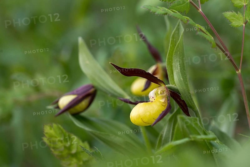 Cypripedium calceolus, lady's slipper orchid, orchidaceae, orchids, orchids, flora, plants, plants