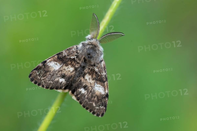 Owl butterfly, gynaephora selenitica, lunar tussock, moonspot brush binder, moonspot brush spinner, butterfly, insects, moths, moths, moths, butterfly