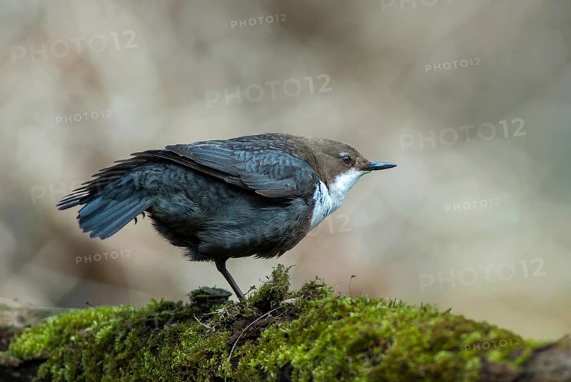 Cinclus cinclus, dippers, birds, female, plumage, passeri, preening, songbirds, songbirds, birds, female