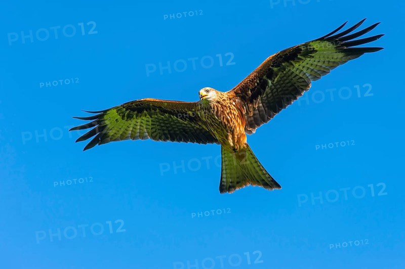 Red kite (Milvus milvus) flying, Gerolstein, Rhineland-Palatinate, Germany