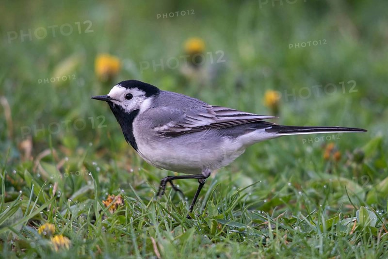 Wagtail, Motacilla Alba, White Wagtail, Birds, Passeri, Songbirds, Birds