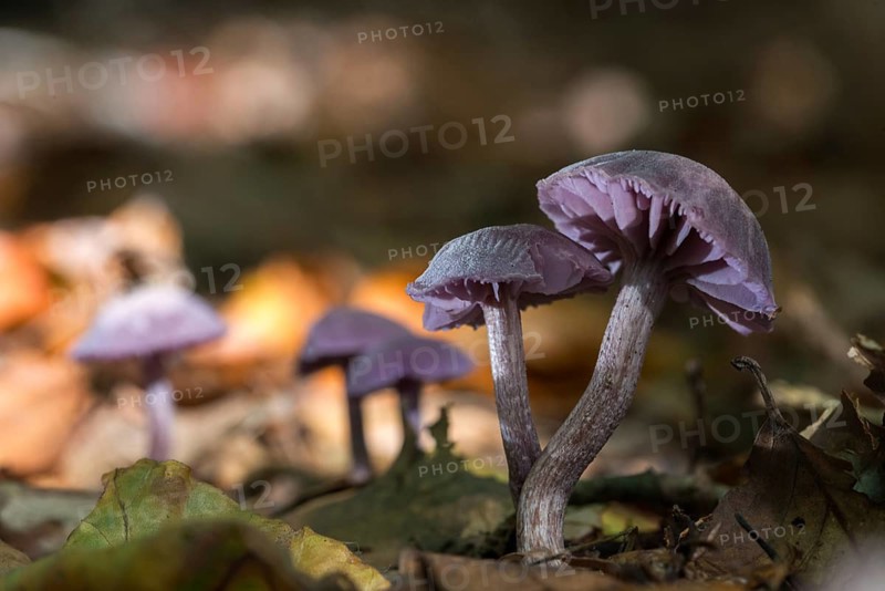 Amethyst deceiver, blue lacquer funnel, laccaria amethystea, purple lacquer mushroom, purple lacquer funnel, fungi, fungi, mushrooms