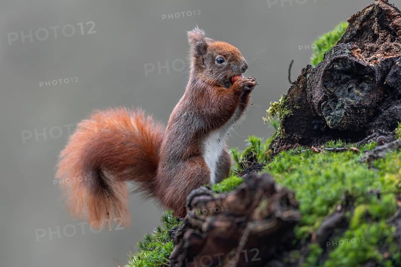 Another hazelnut is picked up by a squirrel (Sciurus vulgaris) and carried to a hiding place, sweet, cute, January, Germany