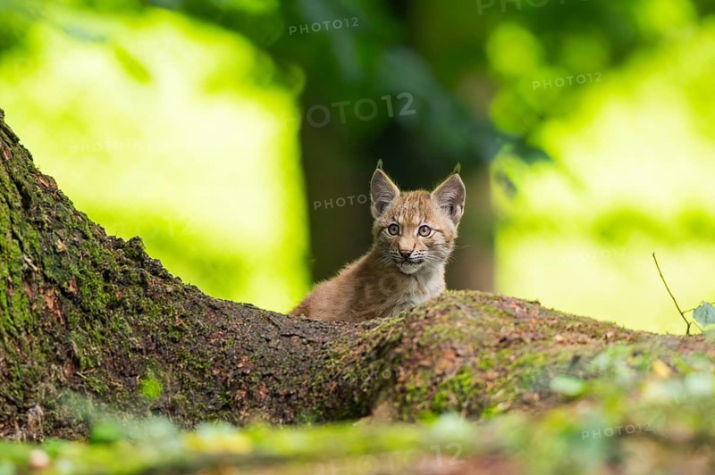 Eurasian lynx (Lynx lynx) youngsters (cub) sitting in a forest, Bavaria, Germany