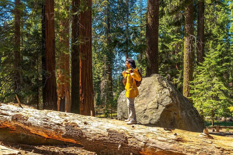 Young woman exploring sequoia national park, standing on a fallen log and gazing up at towering giant sequoias bathed in bright sunlight under a clear blue sky