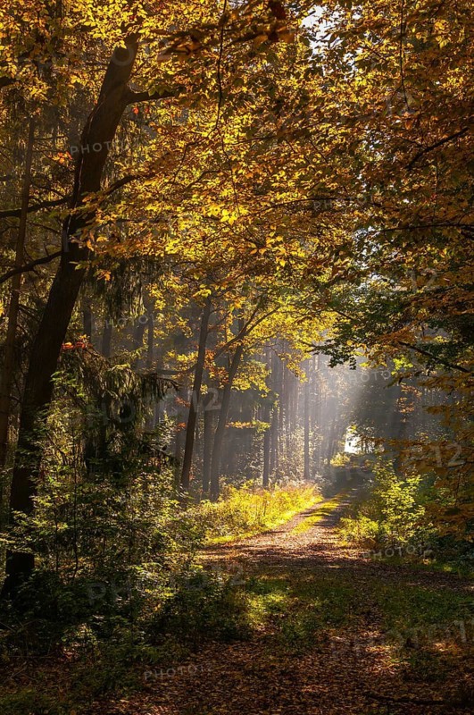 Beech plants, fagaceae, fagus sylvatica, Germany, Greiz, European beech, Thuringia, old wood, autumn, tree, beech, beech forest, trees, common beech, European beech, flora, autumn, high size, portrait format, landscape, plants, tree, Vogtland, forest, wood