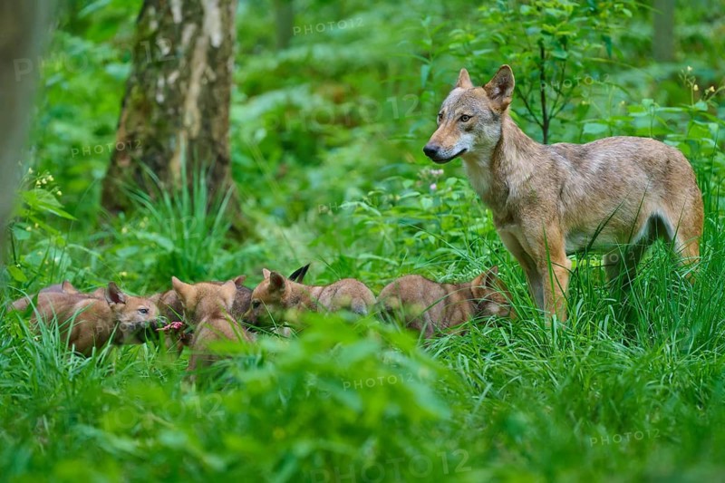 A female wolf stands protectively beside her pups in the forest, summer, wolf (Canis lupus), Germany