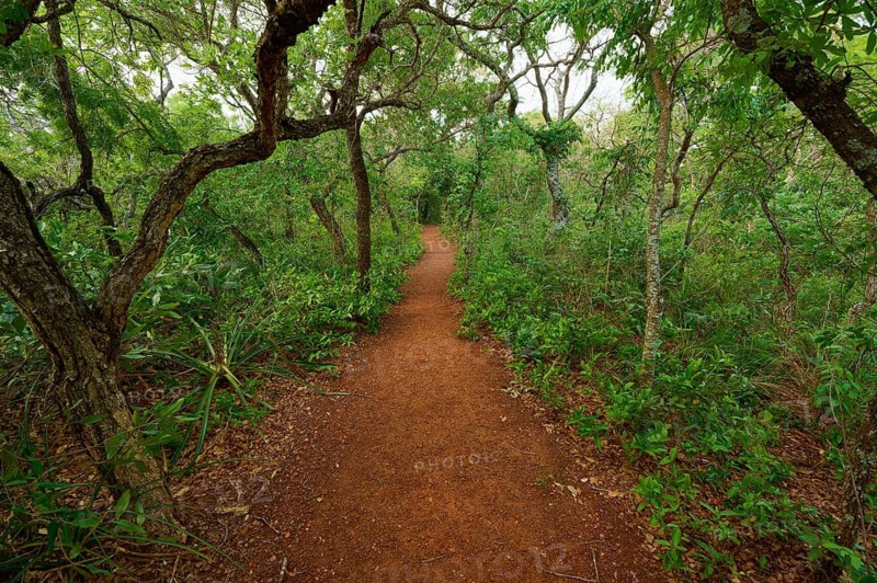 A narrow path winds through a dense, green forest with lush foliage and a tranquil atmosphere, Red-footed Cariama (Cariama cristata), Buraco Das Araras Bonito, Pantanal, Brazil