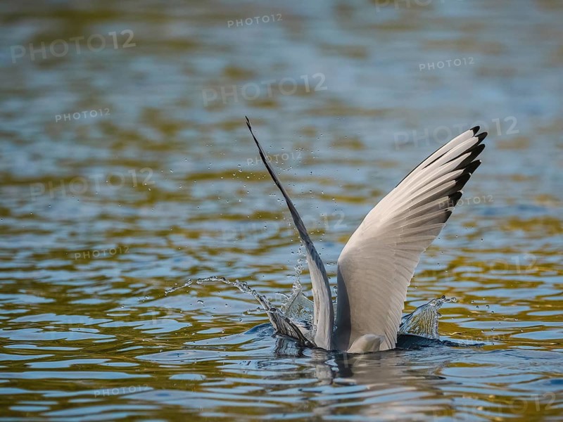 A black-headed gull dives into water, Ümminger See, Bochum, Ruhrpott, North Rhine-Westphalia, Germany