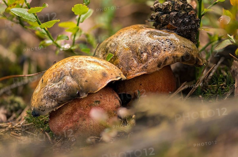 Boletaceae, Boletus Erythropus, Boletus luridiformis, thick-bolete relatives, thunder mushroom, flake-stemmed witch bolete, flaky, witch mushroom, Neoboletus luridiformis, cobbler mushroom, fir mushroom, gypsy, dotted stem bolete, fungi, fungus, mushrooms