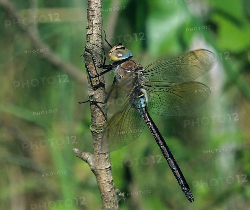 Anax Parthenope, Little King's Libelle, Lesser Emperor, Anisoptera, Damselflies, Dragonflies, Insects, Leo, Dragonflies, Male, Odonata
