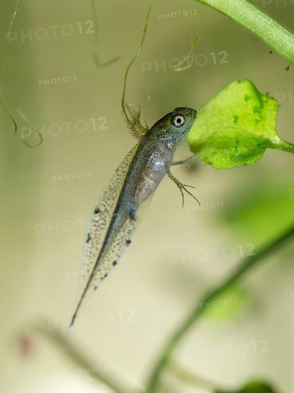 Great crested newt, crested newt, northern crested newt, Triturus cristatus, amphibians, amphibians, high size, portrait format, larva, larva, amphibians, northern crested newt, warty newt