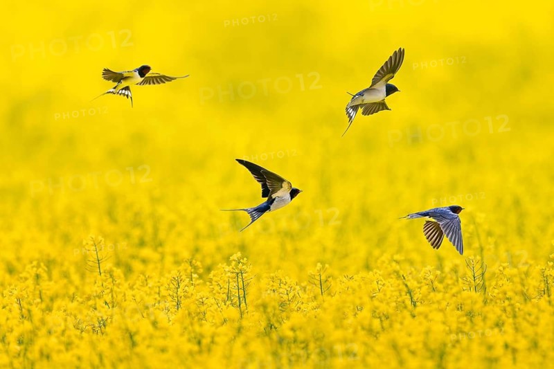 Group of four barn swallows (Hirundo rustica) flying and chasing insects over flowering rape field in spring. Digital composite