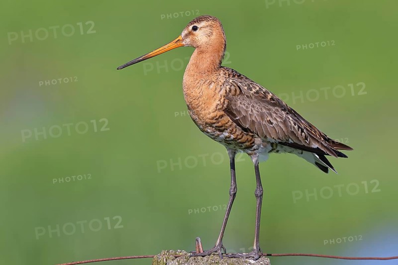 Black-tailed godwit (Limosa limosa), perched on a fence post, waders, wildlife, nature photography, wet meadow, Ochsenmoor, Lake Dümmer, Lembruch, Lower Saxony, Germany