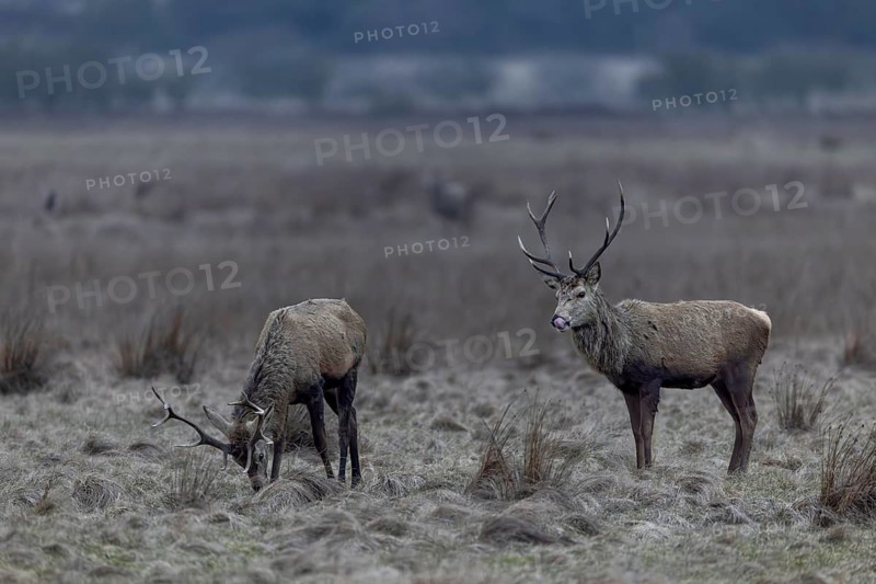 The younger red deer (Cervus elaphus) are still wearing their antlers, but they too will have shed their headdresses before long, Zunge, March, Denmark